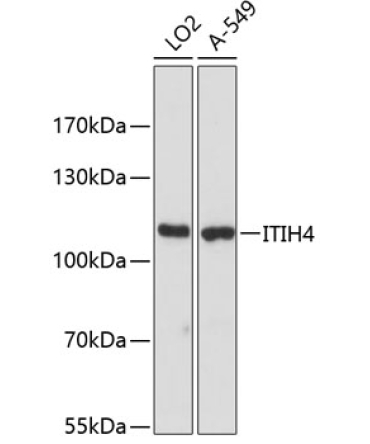 ITIH4 Rabbit Polyclonal Antibody