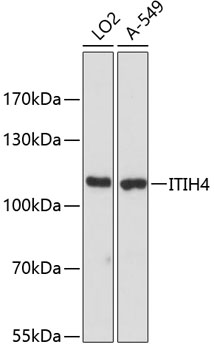 ITIH4 Rabbit Polyclonal Antibody