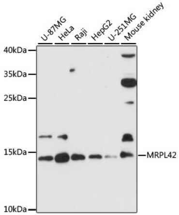 MRPL42 Rabbit Polyclonal Antibody