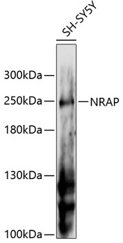 NRAP Rabbit Polyclonal Antibody
