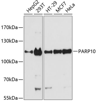 PARP10 Rabbit Polyclonal Antibody