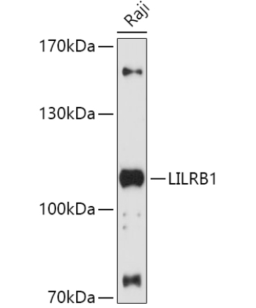 LILRB1 Rabbit Polyclonal Antibody