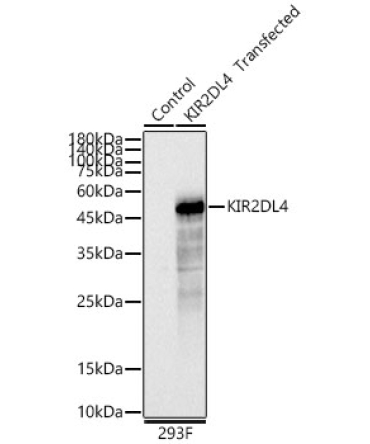 KIR2DL4 Rabbit Polyclonal Antibody