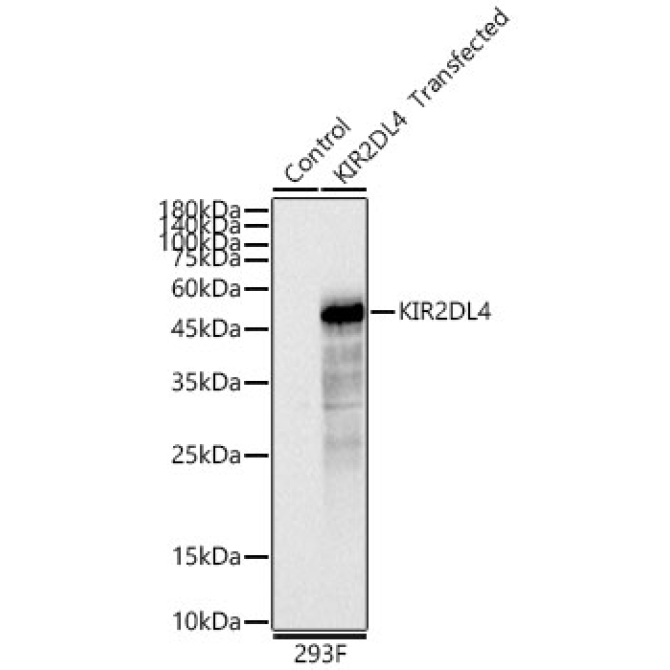 KIR2DL4 Rabbit Polyclonal Antibody