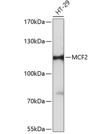 MCF2 Rabbit Polyclonal Antibody