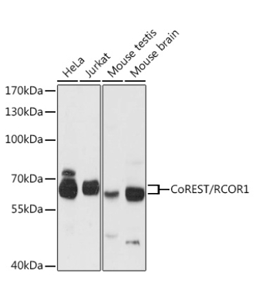 CoREST/RCOR1 Rabbit Polyclonal Antibody