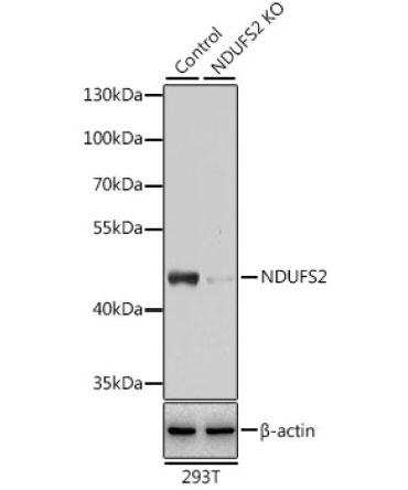 NDUFS2 Rabbit Polyclonal Antibody [KO Validated]
