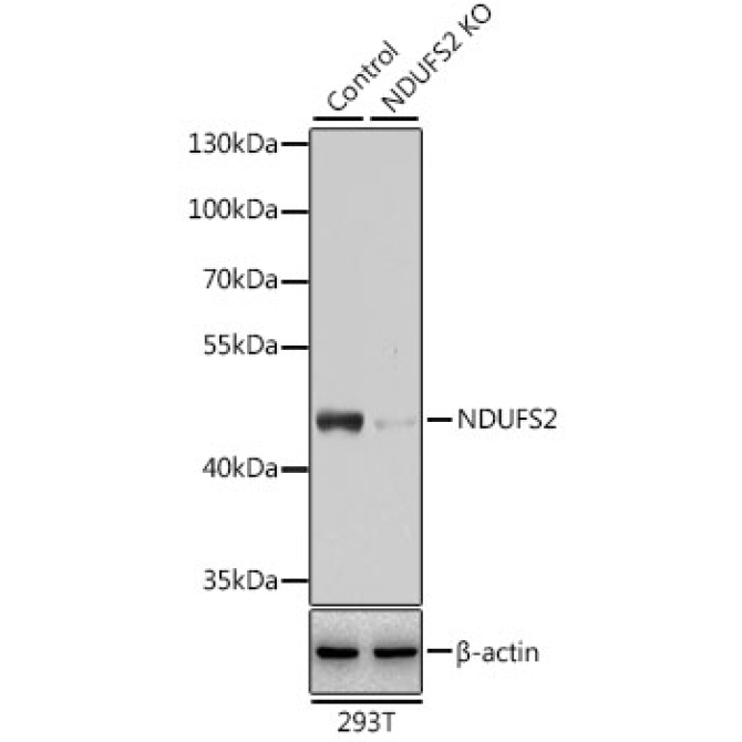 NDUFS2 Rabbit Polyclonal Antibody [KO Validated]