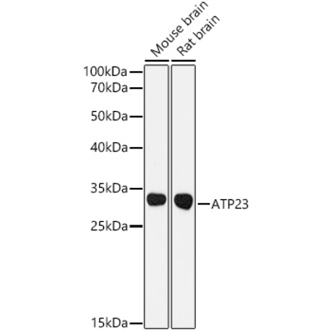 ATP23 Rabbit Polyclonal Antibody
