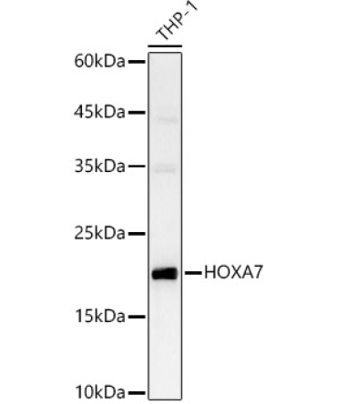 HOXA7 Rabbit Polyclonal Antibody