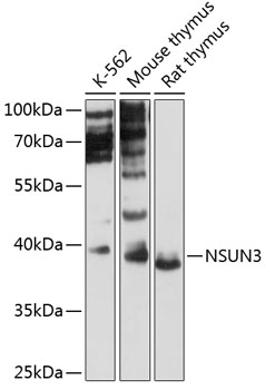 NSUN3 Rabbit Polyclonal Antibody