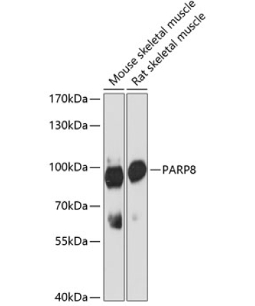 PARP8 Rabbit Polyclonal Antibody