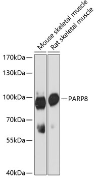 PARP8 Rabbit Polyclonal Antibody