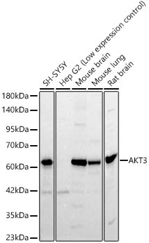AKT3 Rabbit Polyclonal Antibody