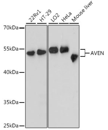 AVEN Rabbit Polyclonal Antibody