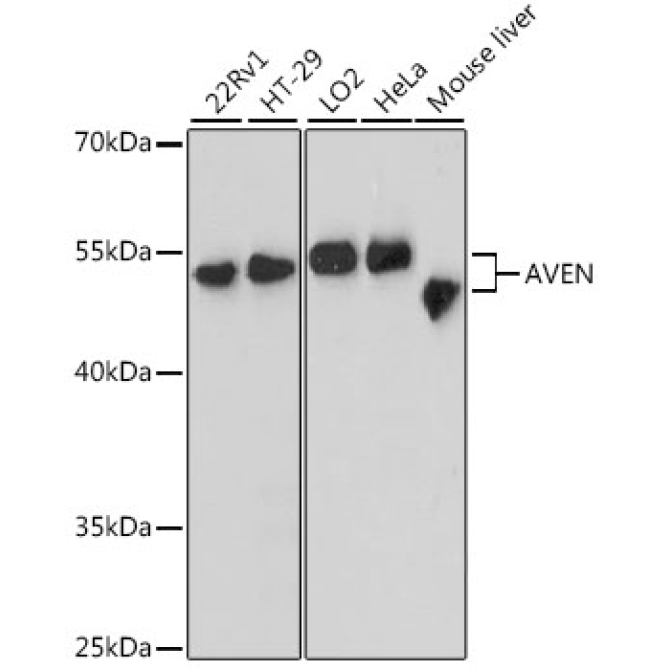 AVEN Rabbit Polyclonal Antibody