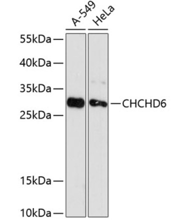 CHCHD6 Rabbit Polyclonal Antibody