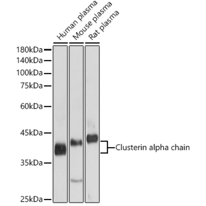 Clusterin alpha chain Rabbit Polyclonal Antibody