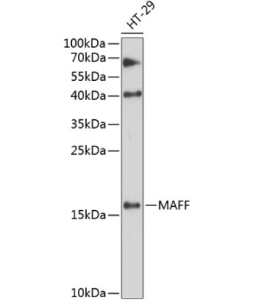 MAFF Rabbit Polyclonal Antibody