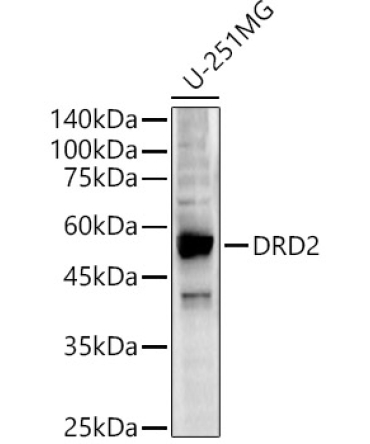 DRD2 Rabbit Polyclonal Antibody