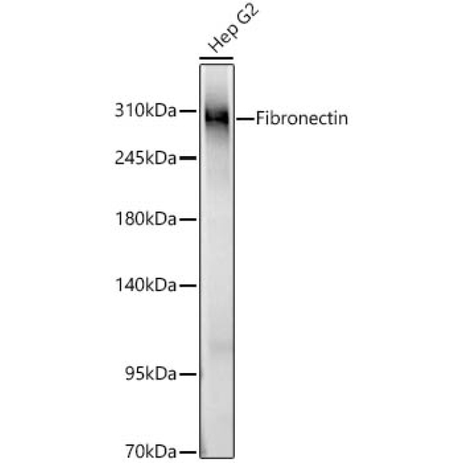 Fibronectin Rabbit Polyclonal Antibody