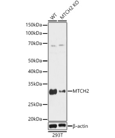 MTCH2 Rabbit Polyclonal Antibody [KO Validated]
