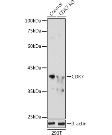 CDK7 Rabbit Polyclonal Antibody [KO Validated]