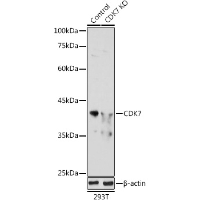 CDK7 Rabbit Polyclonal Antibody [KO Validated]