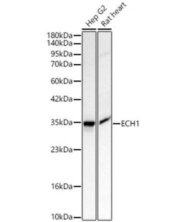 ECH1 Rabbit Polyclonal Antibody