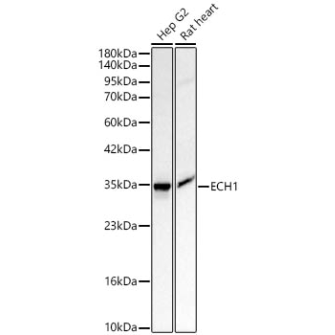 ECH1 Rabbit Polyclonal Antibody