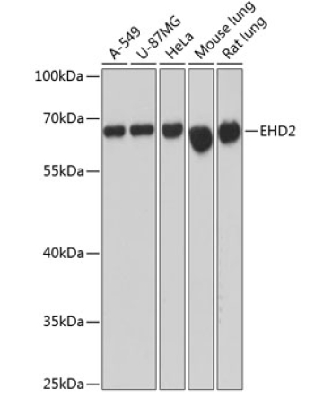 EHD2 Rabbit Polyclonal Antibody