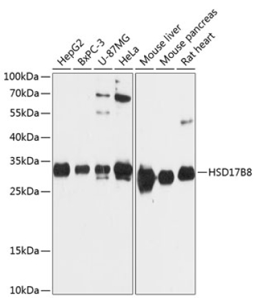 HSD17B8 Rabbit Polyclonal Antibody