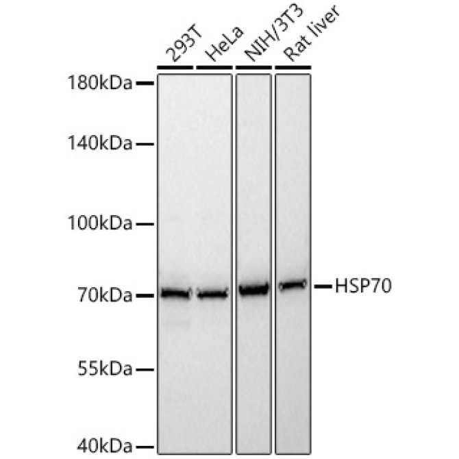 HSP70 Rabbit Polyclonal Antibody
