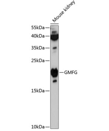 GMFG Rabbit Polyclonal Antibody