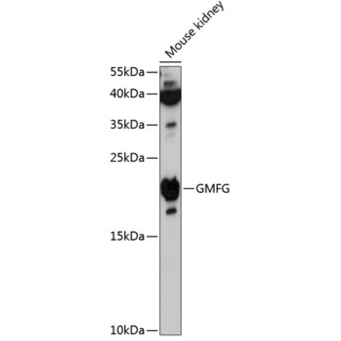 GMFG Rabbit Polyclonal Antibody