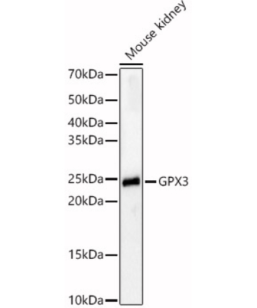 GPX3 Rabbit Polyclonal Antibody