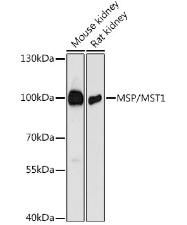 MSP/MST1 Rabbit Polyclonal Antibody