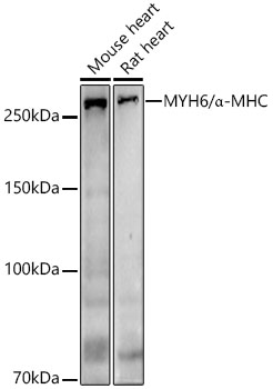 MYH6/Alpha-MHC Rabbit Polyclonal Antibody