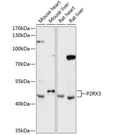 P2RX3 Rabbit Polyclonal Antibody