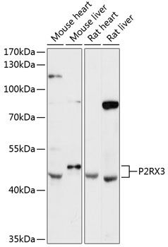 P2RX3 Rabbit Polyclonal Antibody