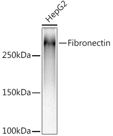 Fibronectin Rabbit Monoclonal Antibody