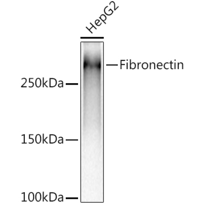 Fibronectin Rabbit Monoclonal Antibody