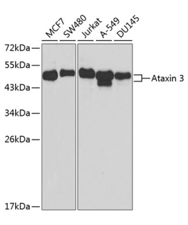 Ataxin-3 (ATXN3) Rabbit Polyclonal Antibody
