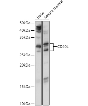 CD40L Rabbit Polyclonal Antibody