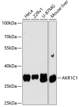 AKR1C1 Rabbit Polyclonal Antibody