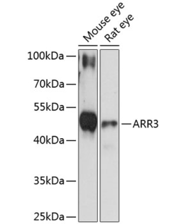 ARR3 Rabbit Polyclonal Antibody