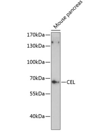 CEL Rabbit Polyclonal Antibody