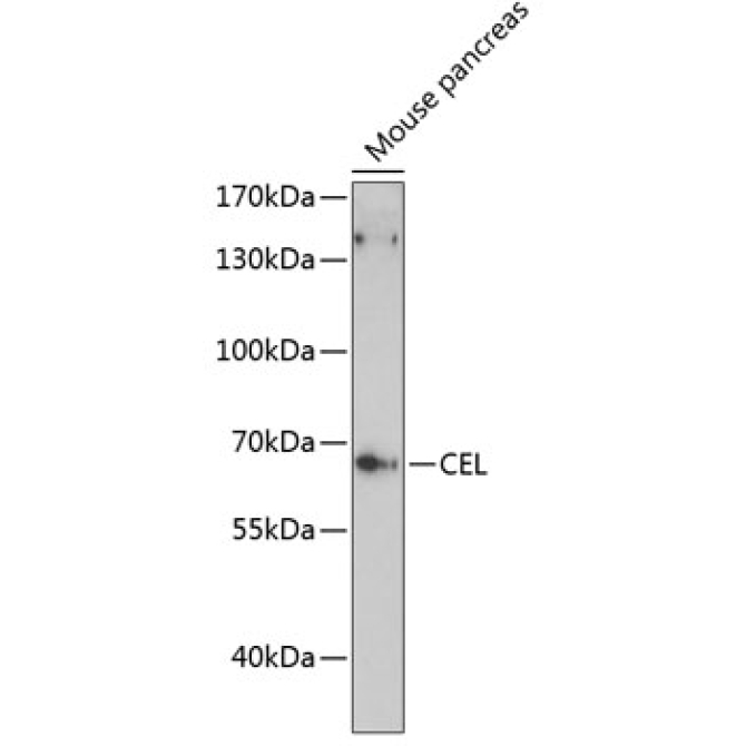CEL Rabbit Polyclonal Antibody