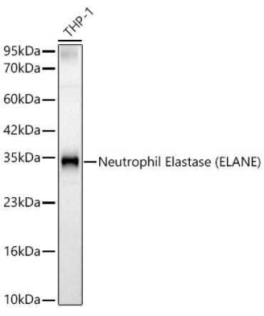 Neutrophil Elastase (ELANE) Rabbit Polyclonal Antibody