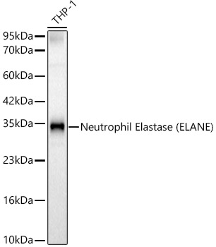 Neutrophil Elastase (ELANE) Rabbit Polyclonal Antibody